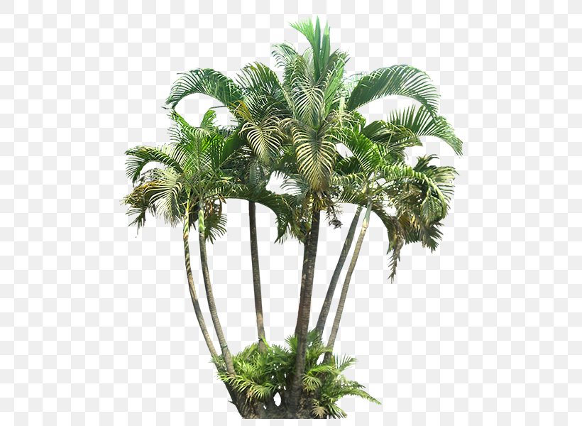 Tropics Tropical Vegetation Plants Areca Palm, PNG, 600x600px, Tropics, Aquarium Decor, Areca Palm, Arecales, Botany Download Free