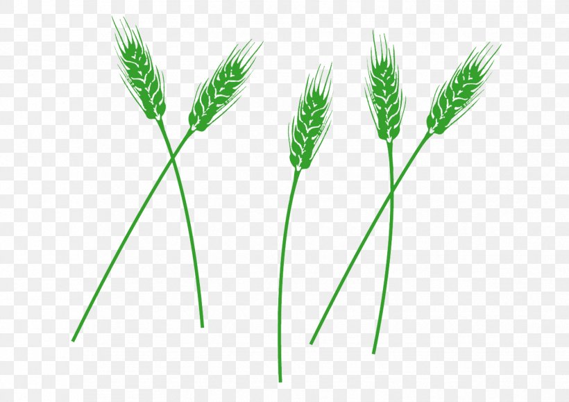 Beer Wheat Green, PNG, 1754x1240px, Beer, Barley, Bread, Commodity, Grass Download Free