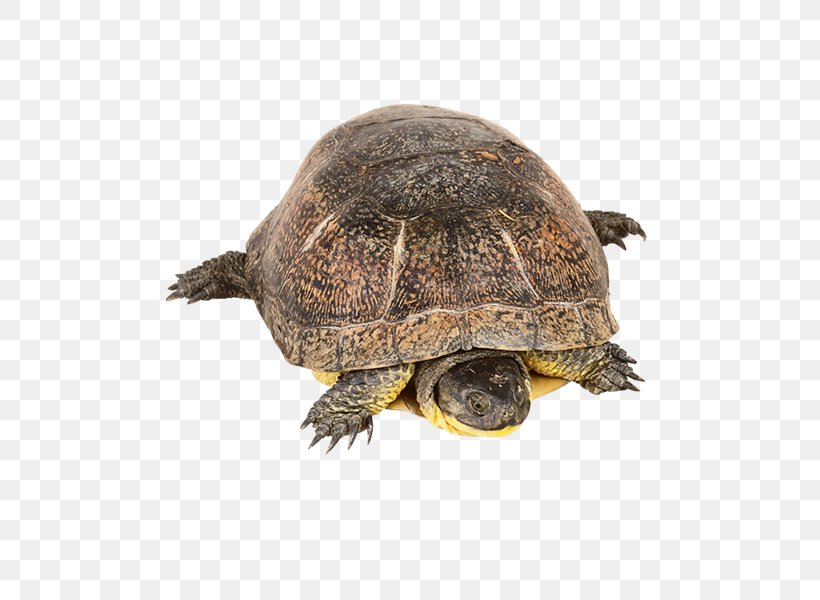 Box Turtles T-shirt Common Snapping Turtle Blanding's Turtle, PNG, 800x600px, Box Turtles, Box Turtle, Chelydridae, Common Snapping Turtle, Emydidae Download Free