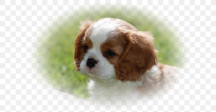 Cavalier King Charles Spaniel Cavapoo Cavachon Puppy, PNG, 640x426px, King Charles Spaniel, Breed, Carnivoran, Cavachon, Cavalier King Charles Spaniel Download Free