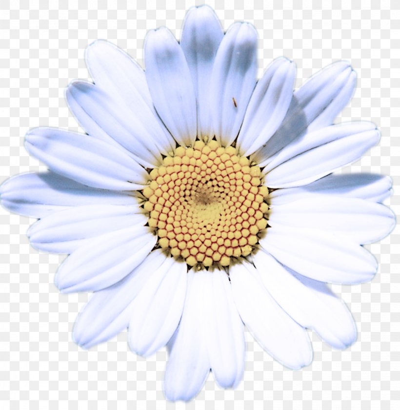 Daisy, PNG, 1561x1600px, Flower, Camomile, Chamomile, Daisy, Gerbera Download Free
