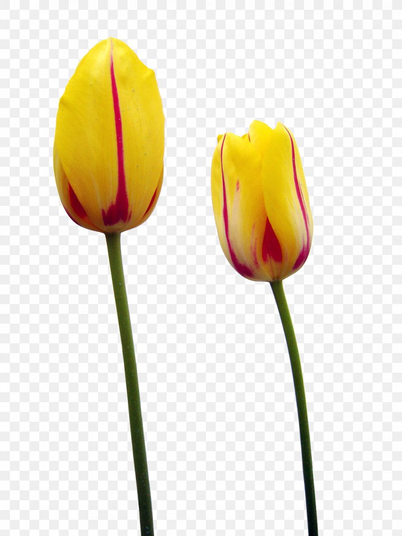 Tulip Time Festival Yellow Flower, PNG, 1125x1500px, Tulip, Bud, Bulb, Common Sunflower, Flower Download Free