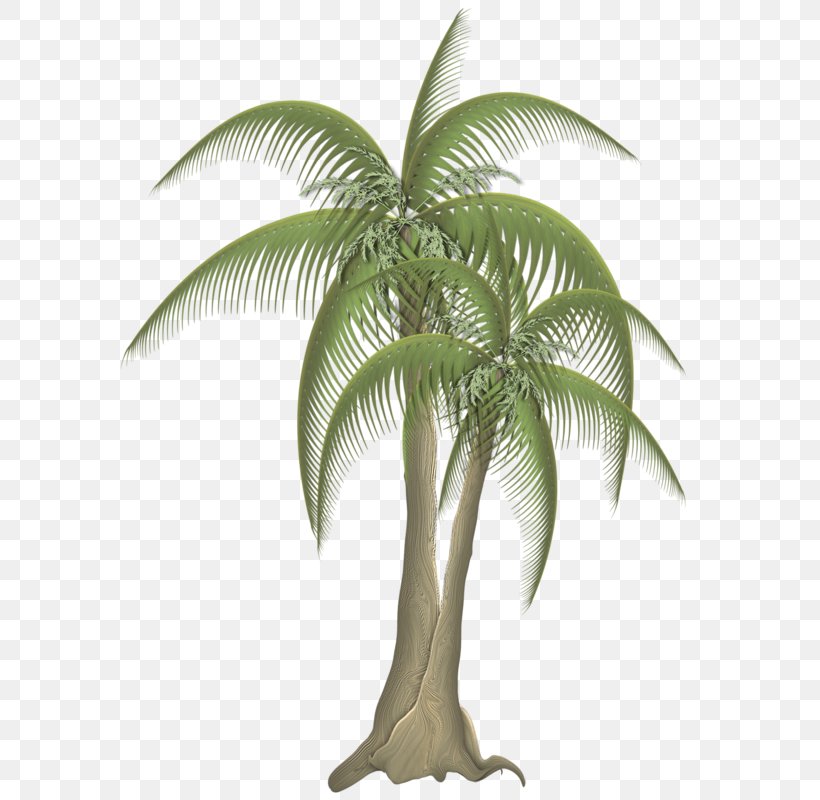 Babassu Tree Coconut Scrapbooking, PNG, 598x800px, Babassu, Arecales, Attalea, Attalea Speciosa, Coconut Download Free