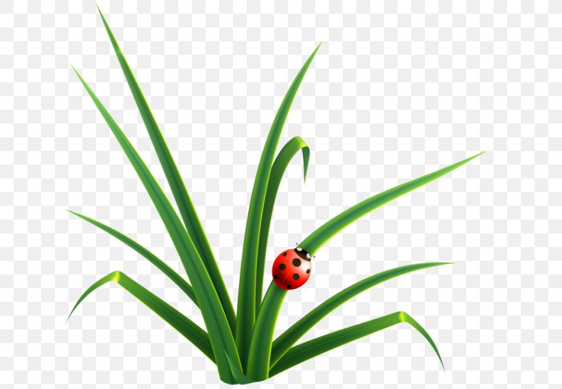 Clip Art, PNG, 640x567px, Royaltyfree, Drawing, Flower, Flowering Plant, Grass Download Free