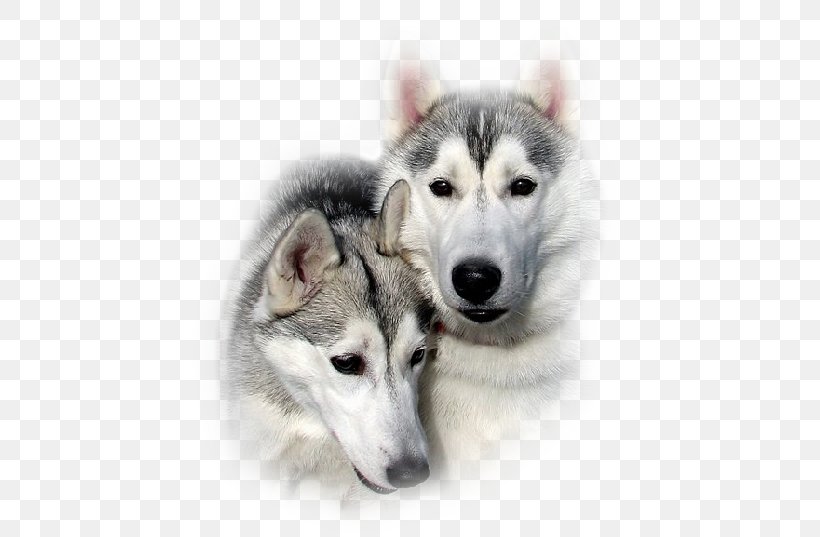 Dog Digital Image, PNG, 500x537px, Dog, Alaskan Klee Kai, Alaskan Malamute, Canadian Eskimo Dog, Carnivoran Download Free