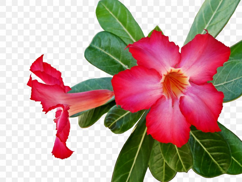 Flower Annual Plant Petal Herbaceous Plant, PNG, 3648x2736px, Flower, Annual Plant, China Rose, Chinese Cuisine, Flowering Plant Download Free