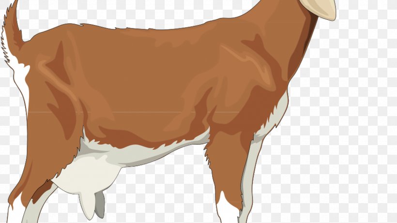 Golden Guernsey Boer Goat Sheep Russian White Goat Clip Art, PNG, 1280x720px, Golden Guernsey, Boer Goat, Carnivoran, Cattle Like Mammal, Cow Goat Family Download Free