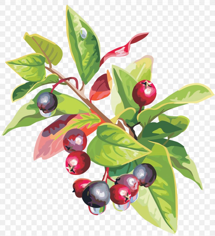 Lingonberry Fruit Food Clip Art, PNG, 4322x4752px, Berry, Aristotelia Chilensis, Bilberry, Blueberry, Cherry Download Free