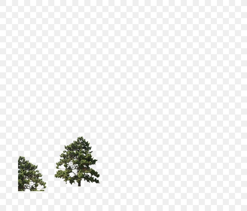 Pine Evergreen Leaf Branching Sky Plc, PNG, 700x700px, Pine, Branch, Branching, Conifer, Evergreen Download Free