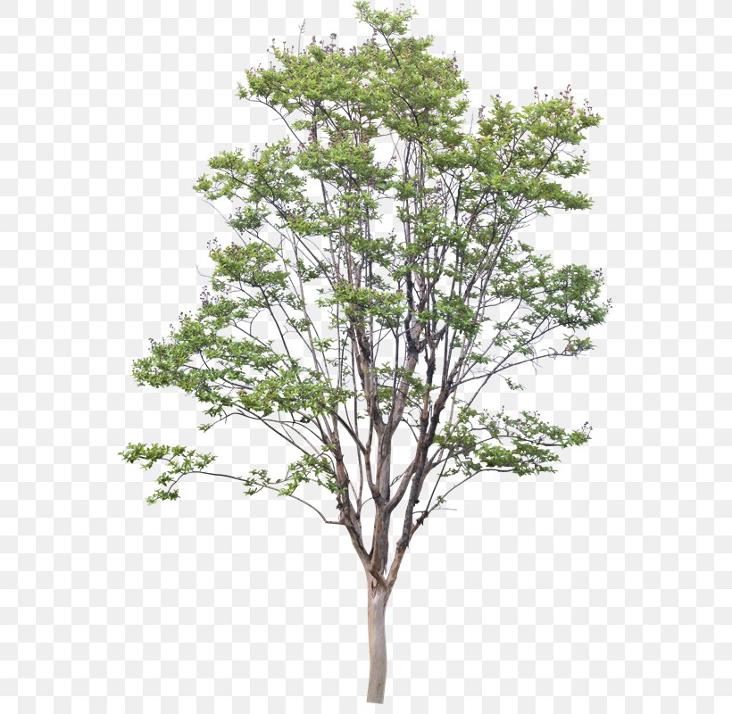 Twig American Sycamore Populus Nigra Trunk Shrub, PNG, 581x800px, Twig, American Sycamore, Birch, Branch, Cottonwood Download Free
