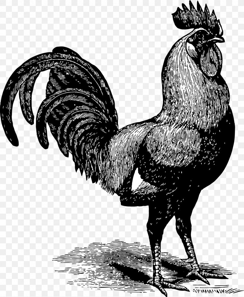 Chicken Gallic Rooster Paper Poultry Farming, PNG, 1465x1790px, Chicken, Beak, Bird, Black And White, Extinction Download Free