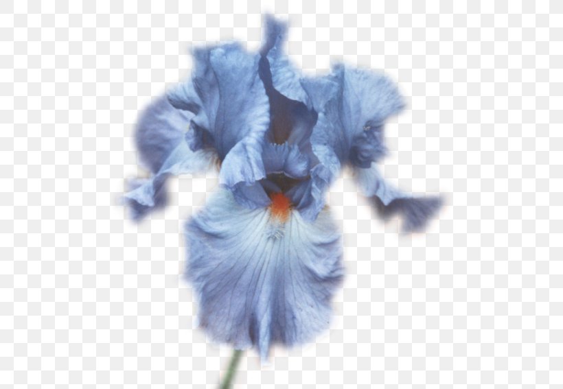 Flower Lilium Petal, PNG, 500x567px, Flower, Blog, Blue, Flowering Plant, Humour Download Free