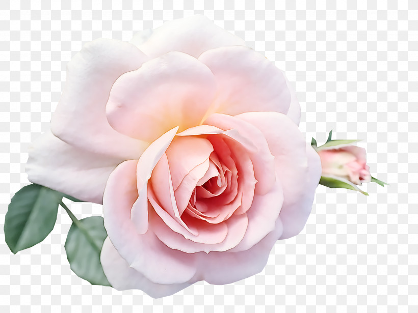 Garden Roses, PNG, 2560x1920px, Garden Roses, Artificial Flower, Cabbage Rose, Cut Flowers, Floral Design Download Free