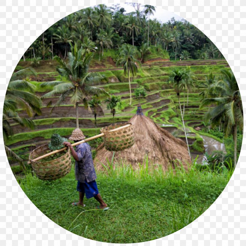 Gunung Kawi Sebatu Kuta Cemoro Lawang Tanah Lot, PNG, 2000x2000px, Gunung Kawi, Balinese Temple, Banaue Rice Terraces, Forest, Grass Download Free