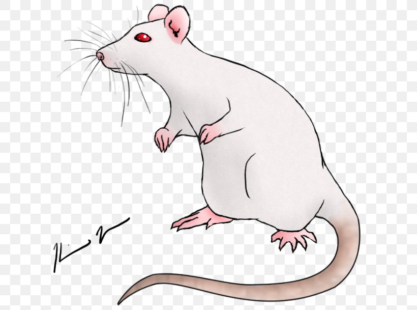 Rat Drawing Art Mouse, PNG, 643x609px, Rat, Art, Carnivoran, Cartoon,  Digital Art Download Free