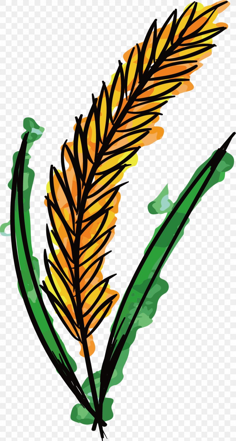 Watercolor Painting Wheat Clip Art, PNG, 1278x2389px, Watercolor Painting, Artwork, Branch, Color, Drawing Download Free