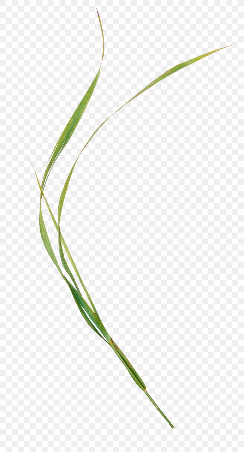 Grasses Sweet Grass Leaf Plant Stem, PNG, 1872x3462px, Grasses, Family, Flowering Plant, Grass, Grass Family Download Free