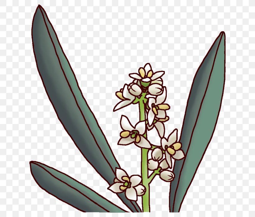 Kagawa Prefecture Prefectures Of Japan Olive Flower, PNG, 700x700px, Kagawa Prefecture, Fermentation Starter, Flora, Flower, Flowering Plant Download Free