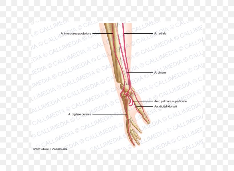 Thumb Lateral Cutaneous Nerve Of Forearm Artery Hand, PNG, 600x600px, Watercolor, Cartoon, Flower, Frame, Heart Download Free