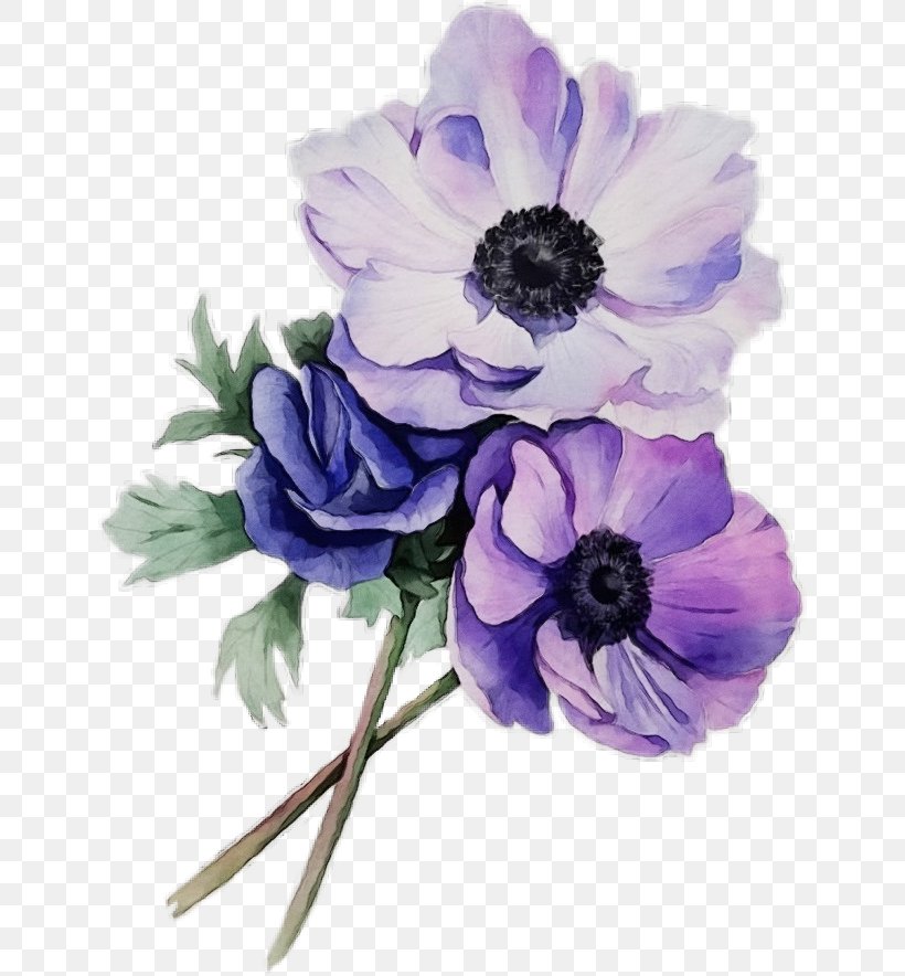 Lavender, PNG, 642x884px, Watercolor, Anemone, Blue, Cut Flowers, Flower Download Free
