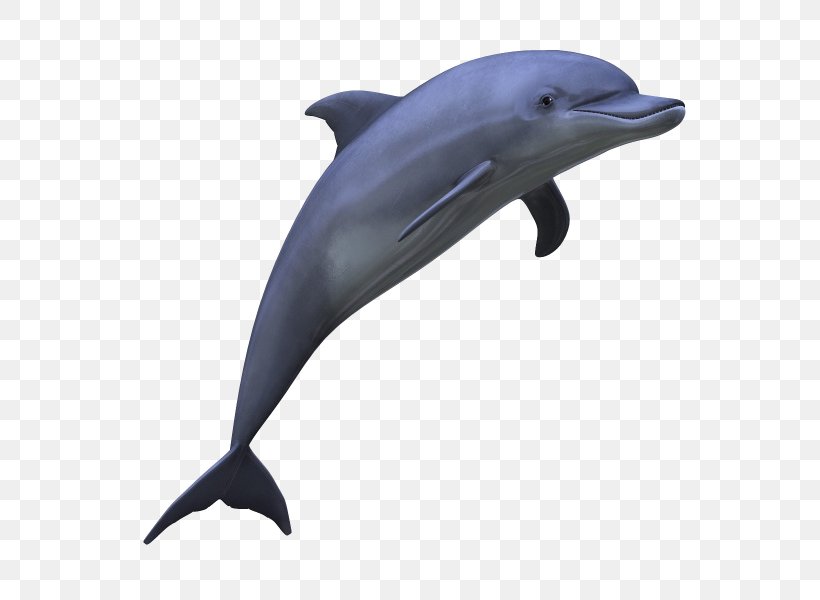 Dolphin Clip Art, PNG, 600x600px, Dolphin, Common Bottlenose Dolphin, Document, Fauna, Fin Download Free
