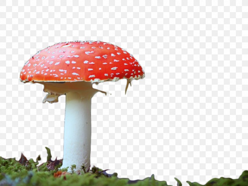 Edible Mushroom Red Clip Art, PNG, 1024x768px, Mushroom, Designer, Edible Mushroom, Fungus, Red Download Free