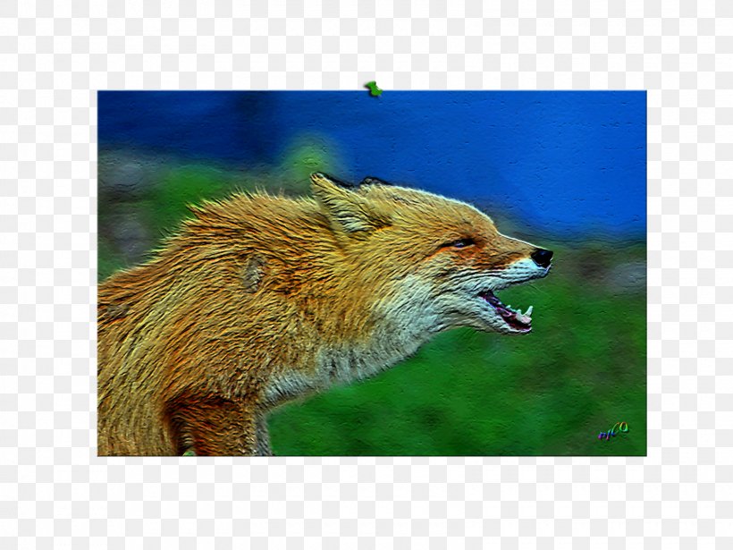 Red Fox Fauna Snout Wildlife Fox News, PNG, 1600x1200px, Red Fox, Carnivoran, Dog Like Mammal, Fauna, Fox Download Free