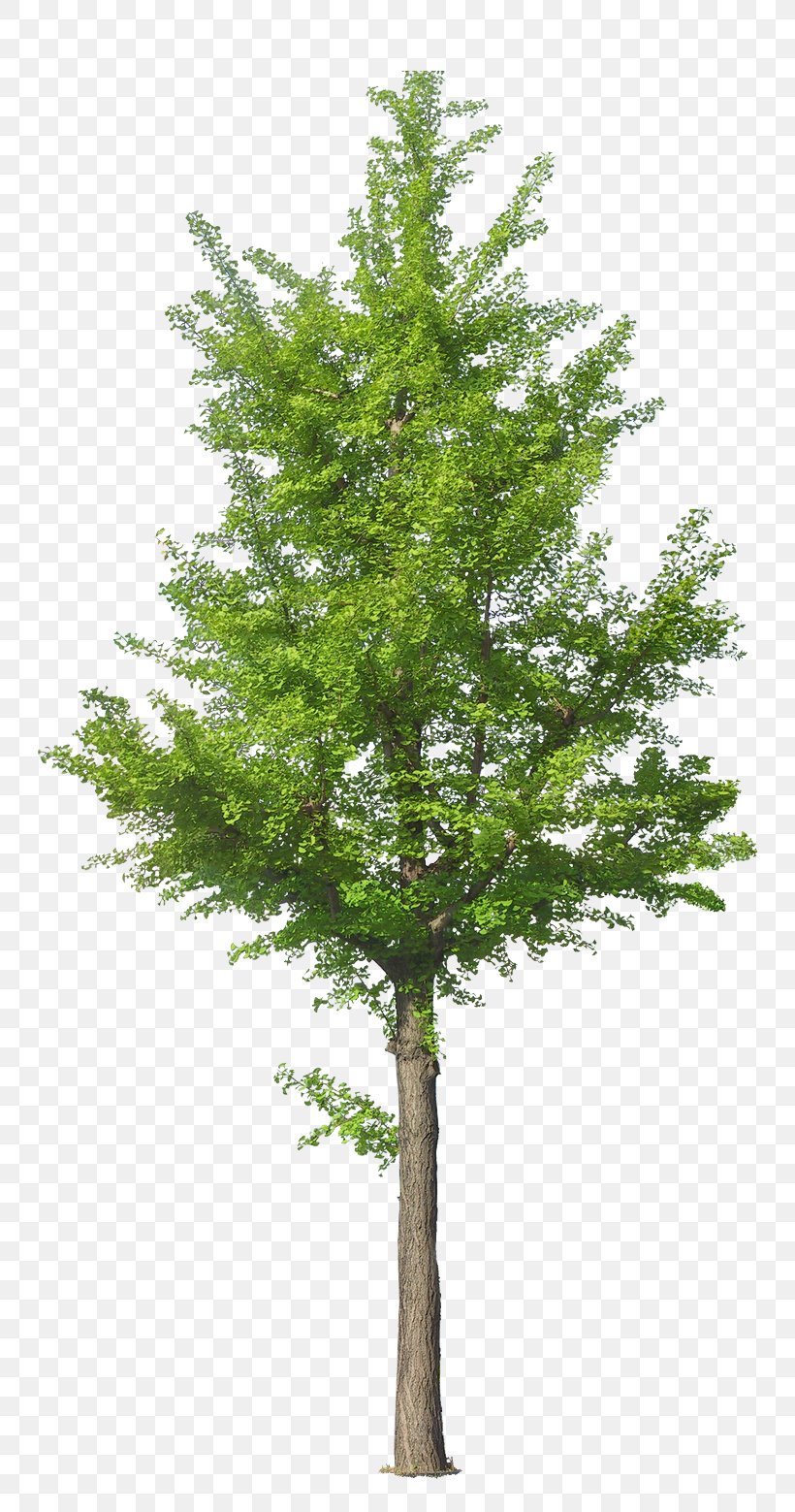 Tree Ginkgo Biloba, PNG, 800x1559px, Tree, Branch, Conifer, Evergreen ...
