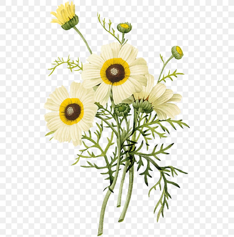 Chrysanthemum Flower Euclidean Vector, PNG, 517x828px, Chrysanthemum, Botanical Illustration, Chamaemelum Nobile, Chrysanths, Color Download Free