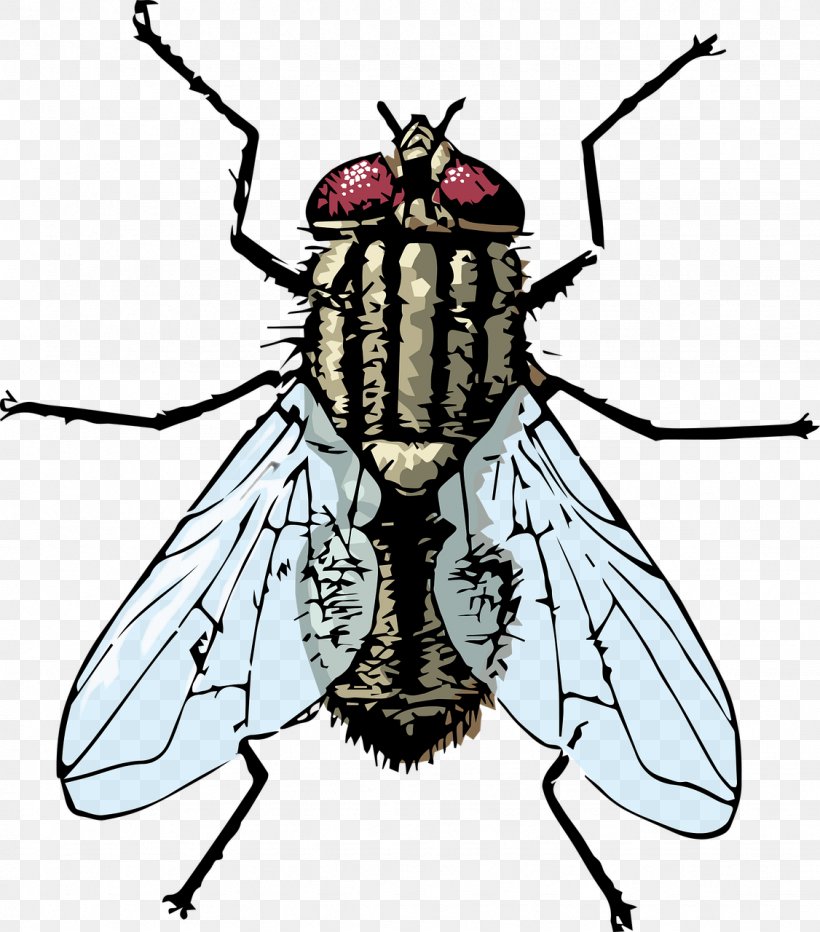 Clip Art Housefly Insect Vector Graphics, PNG, 1126x1280px, Housefly, Arthropod, Beetle, Blackandwhite, Blister Beetles Download Free