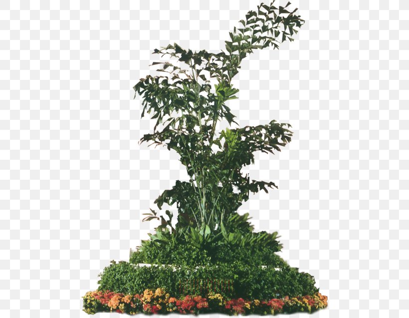 Flowerpot Download, PNG, 496x637px, Flowerpot, Bonsai, Branch, Evergreen, Google Images Download Free
