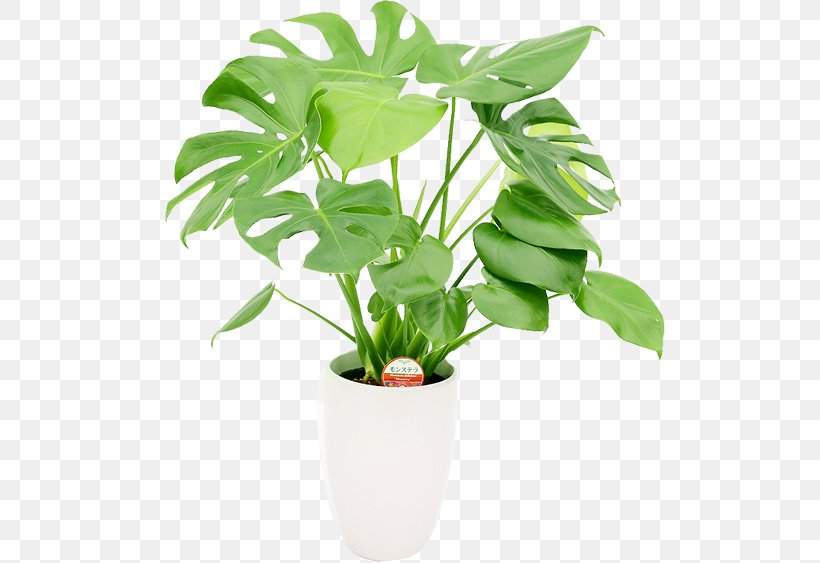 Houseplant Flowerpot Monstera Gift, PNG, 510x563px, Houseplant, Bird Of Paradise Flower, Ecommerce, Flowerpot, Gift Download Free