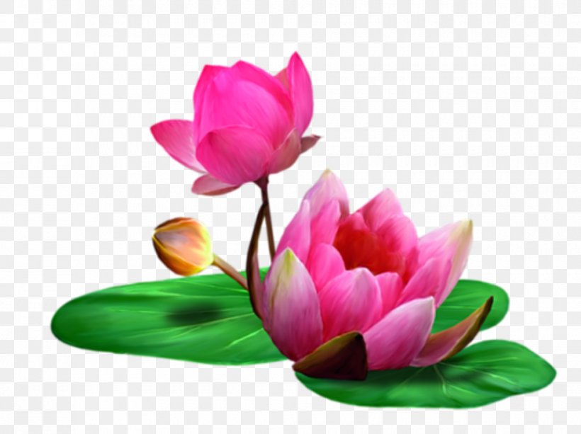 Lotus Clip Art, PNG, 980x733px, Lotus, Aquatic Plant, Bud, Cut Flowers, Flower Download Free