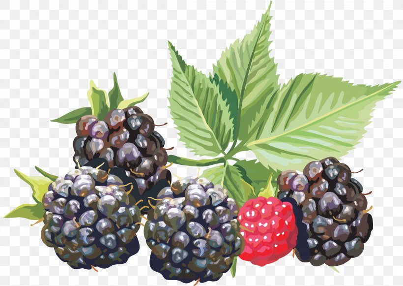 Amora Fruit Blackberry, PNG, 4637x3289px, Amora, Auglis, Berry, Bilberry, Blackberry Download Free