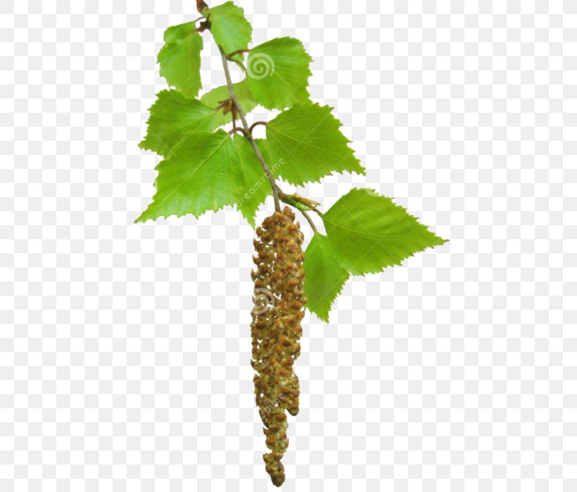 Birch Sap Twig Tree, PNG, 459x699px, Birch Sap, Birch, Branch, Energy, Fruit Download Free