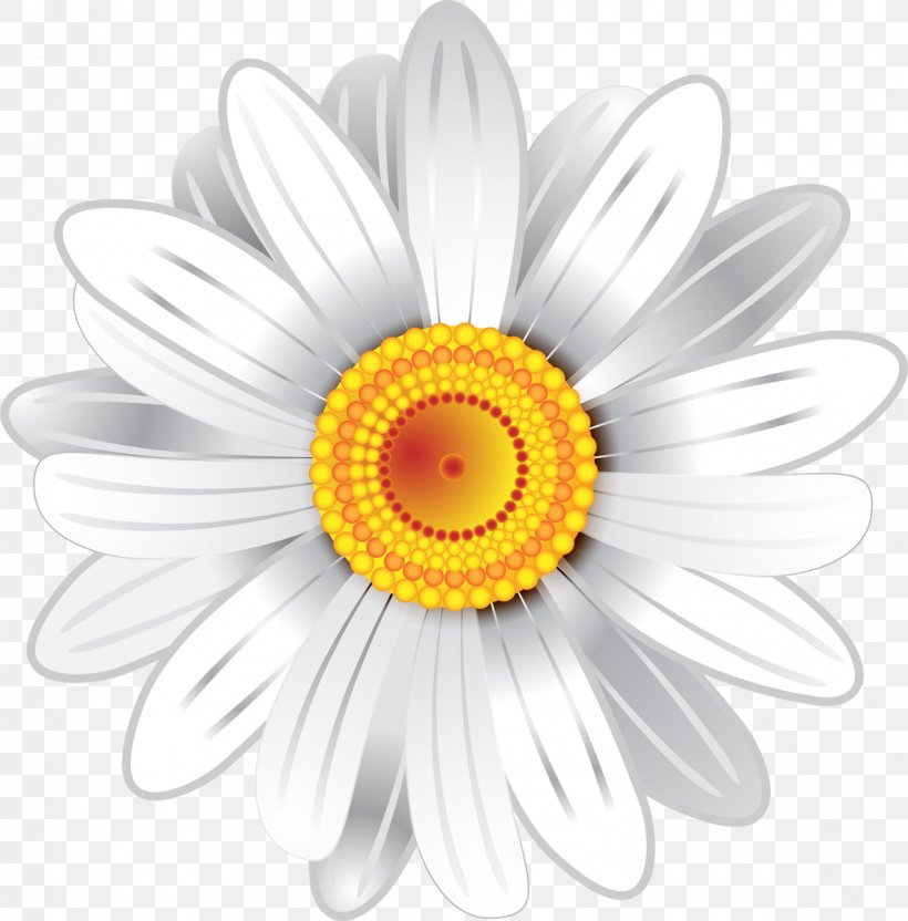 Chrysanthemum White Cut Flowers, PNG, 1182x1200px, Chrysanthemum, Chrysanths, Cut Flowers, Daisy, Daisy Family Download Free