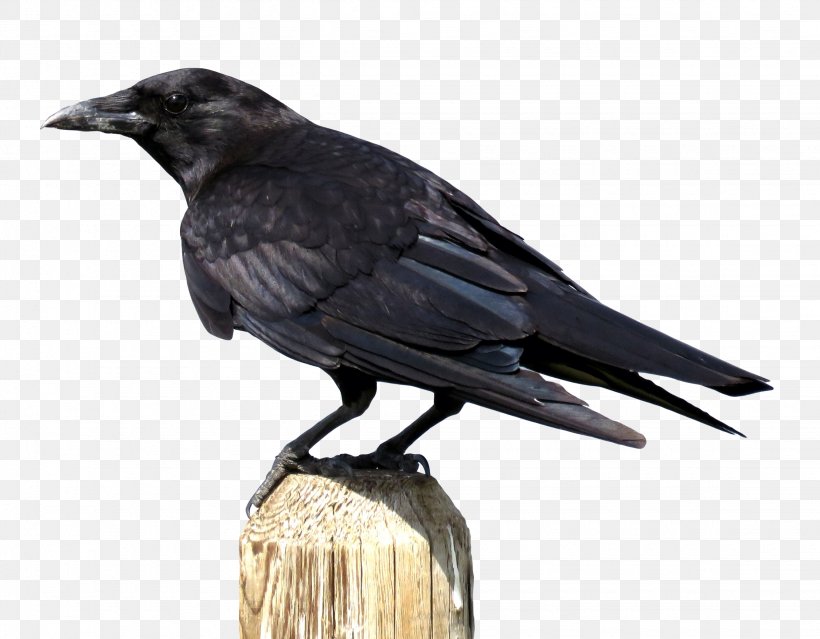 Crows Download, PNG, 2250x1755px, American Crow, Beak, Bird, Crow, Crow Like Bird Download Free