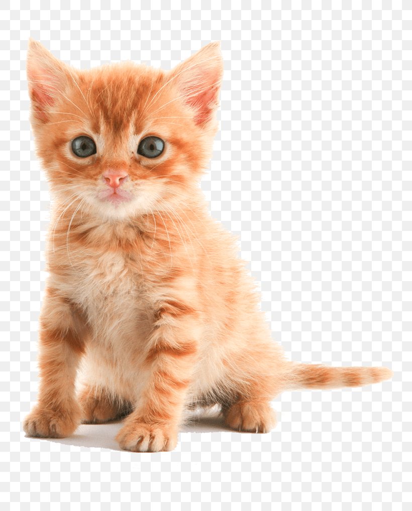 Kitten Tabby Cat Puppy Dog, PNG, 800x1018px, Kitten, American Shorthair, American Wirehair, Breed, Carnivoran Download Free