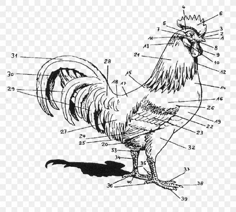 Rooster Chicken Anatomy Human Body Regioni Del Corpo Umano, PNG, 1006x905px, Rooster, Anatomy, Art, Artwork, Aviculture Download Free