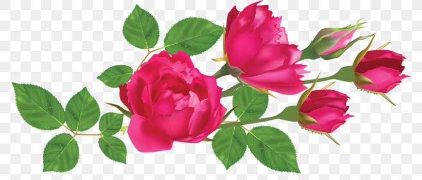 Rose Leaf Flower Clip Art, PNG, 800x351px, Rose, Annual Plant, Bud, China Rose, Cut Flowers Download Free