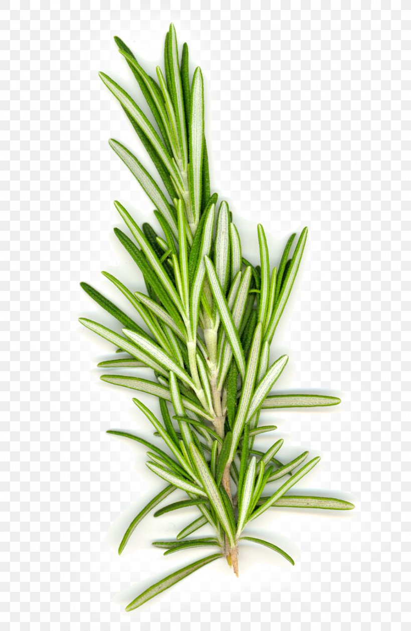 Rosemary Herb Mediterranean Cuisine Spice Food, PNG, 894x1372px, Rosemary, Culinary Arts, Essential Oil, Fennel, Fines Herbes Download Free