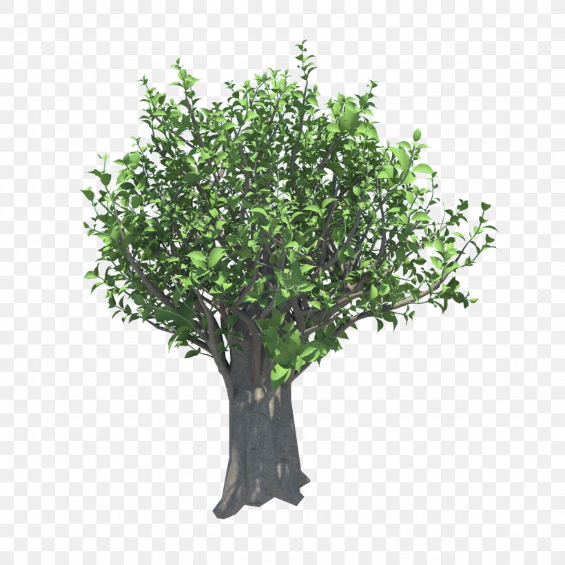 Branch Stock Photography Tree Topiary Shrub, PNG, 2048x2048px, 3d Computer Graphics, Branch, Box, Crepe Myrtle, Oak Download Free