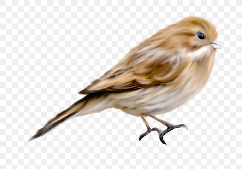 House Sparrow European Robin Bird American Sparrows Passerine, PNG, 800x575px, House Sparrow, American Sparrows, Beak, Bird, Bird Nest Download Free