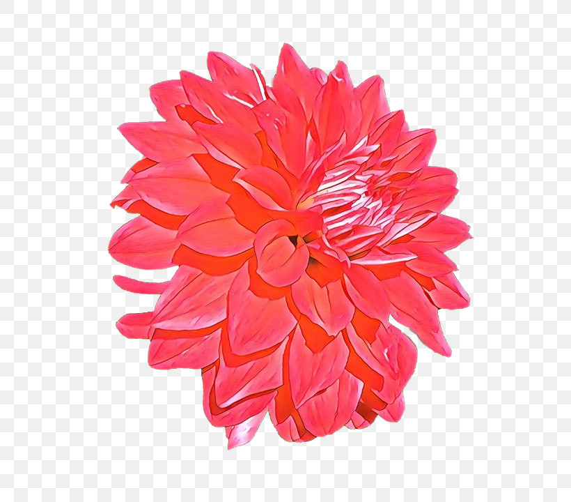 Orange, PNG, 657x720px, Flower, Cut Flowers, Dahlia, Gerbera, Orange Download Free