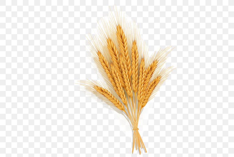 Wheat Euclidean Vector Icon, PNG, 596x552px, Wheat, Bundle, Central Economic Work Conference, Cnki, Commodity Download Free