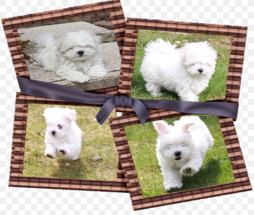 Dog Breed West Highland White Terrier Samoyed Dog Non-sporting Group Alpaca, PNG, 1025x870px, Dog Breed, Alpaca, Breed, Breed Group Dog, Carnivoran Download Free