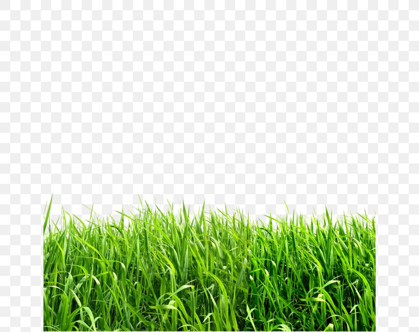 Grasses Image File Formats Clip Art, PNG, 650x650px, Grasses, Energy, Field, Free Content, Grass Download Free