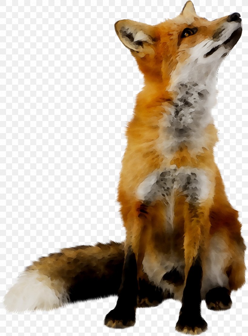 Red Fox Wolf Transparency, PNG, 1427x1935px, Red Fox, Canidae, Carnivore, Coyote, Dhole Download Free