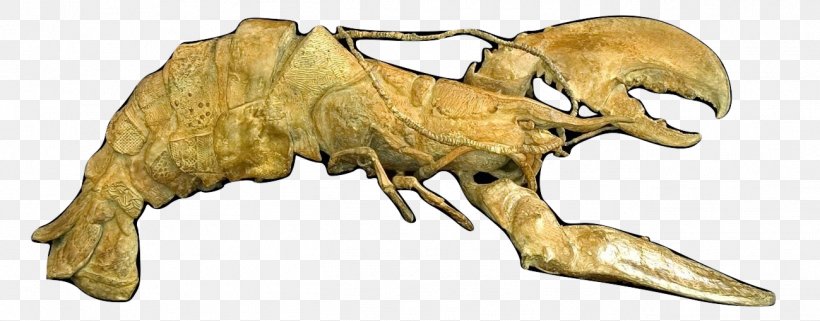 Wildlife Fauna Terrestrial Animal Jaw, PNG, 1299x510px, Wildlife, Animal, Animal Figure, Carnivora, Carnivoran Download Free