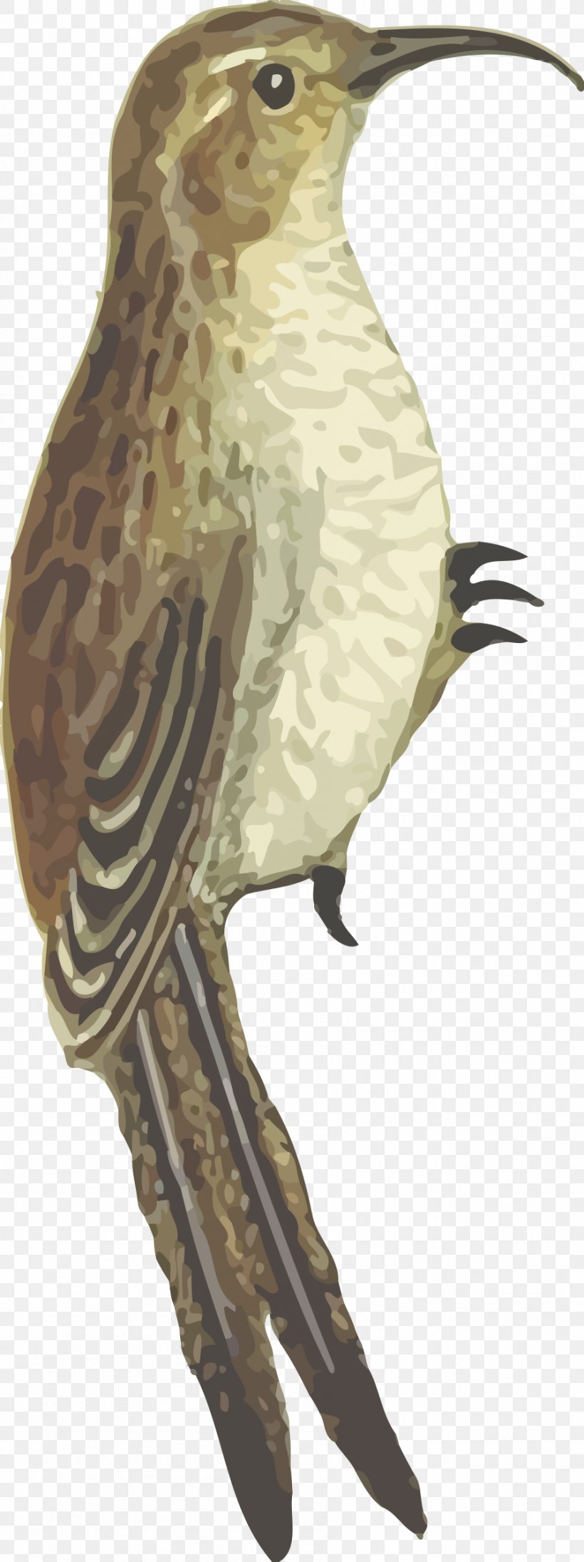 Bird Beak Clip Art Image, PNG, 898x2400px, Bird, Beak, Bird Flight, Bird Intelligence, Bird Nest Download Free